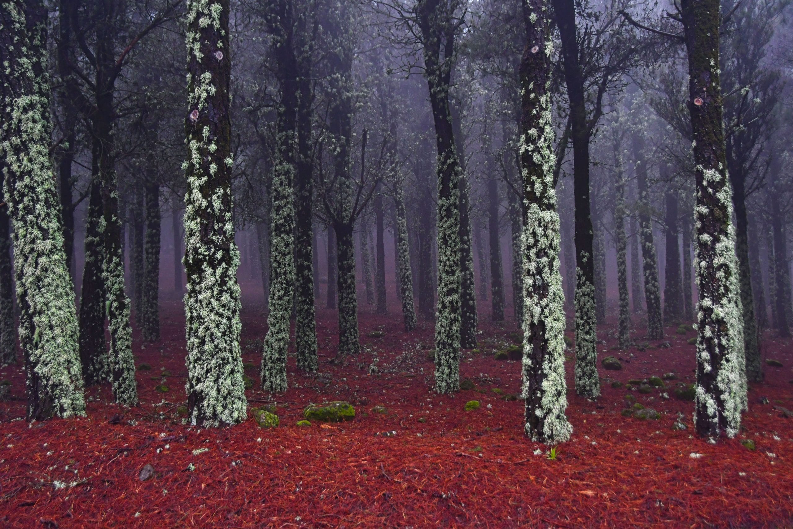 YAIZA SOCORRO FOTÓGRAFA