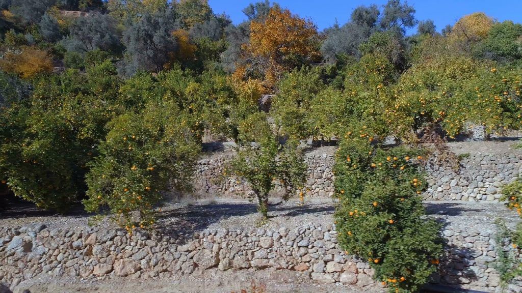 ¿Nadarcott Marivick? Ella es especialista en mandarinas.