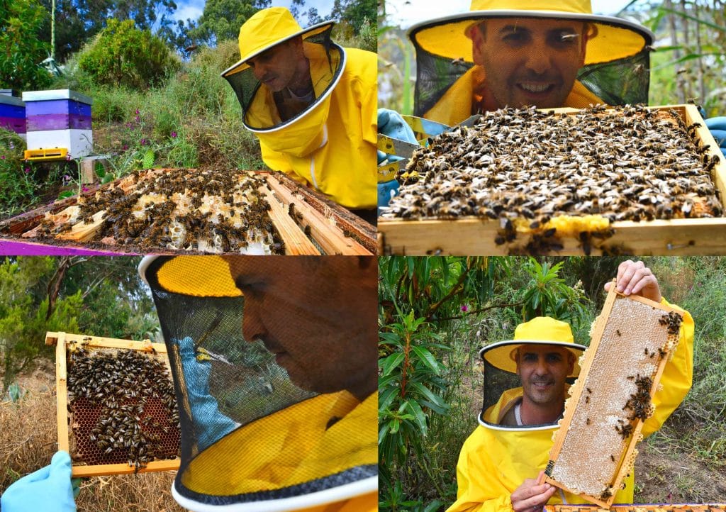 colmenar-violeta-miel-canaria-02