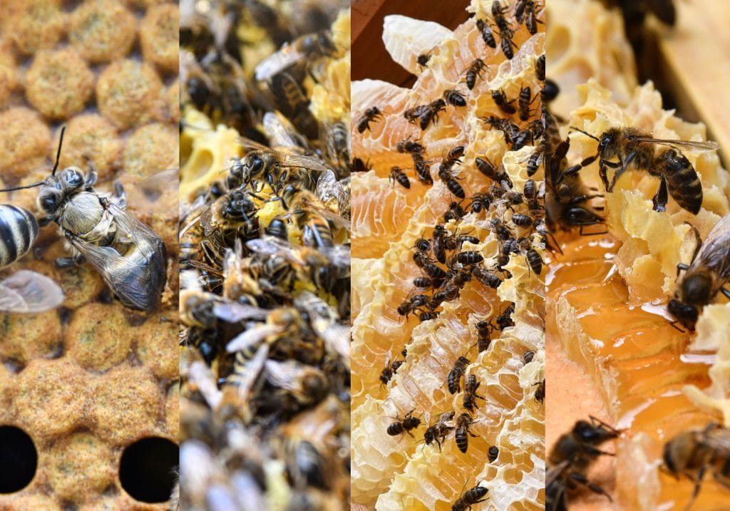 colmenar-violeta-miel-canaria-japon-03