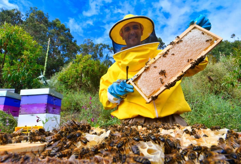 miel-colmenar-violeta-yaiza-socorro-01