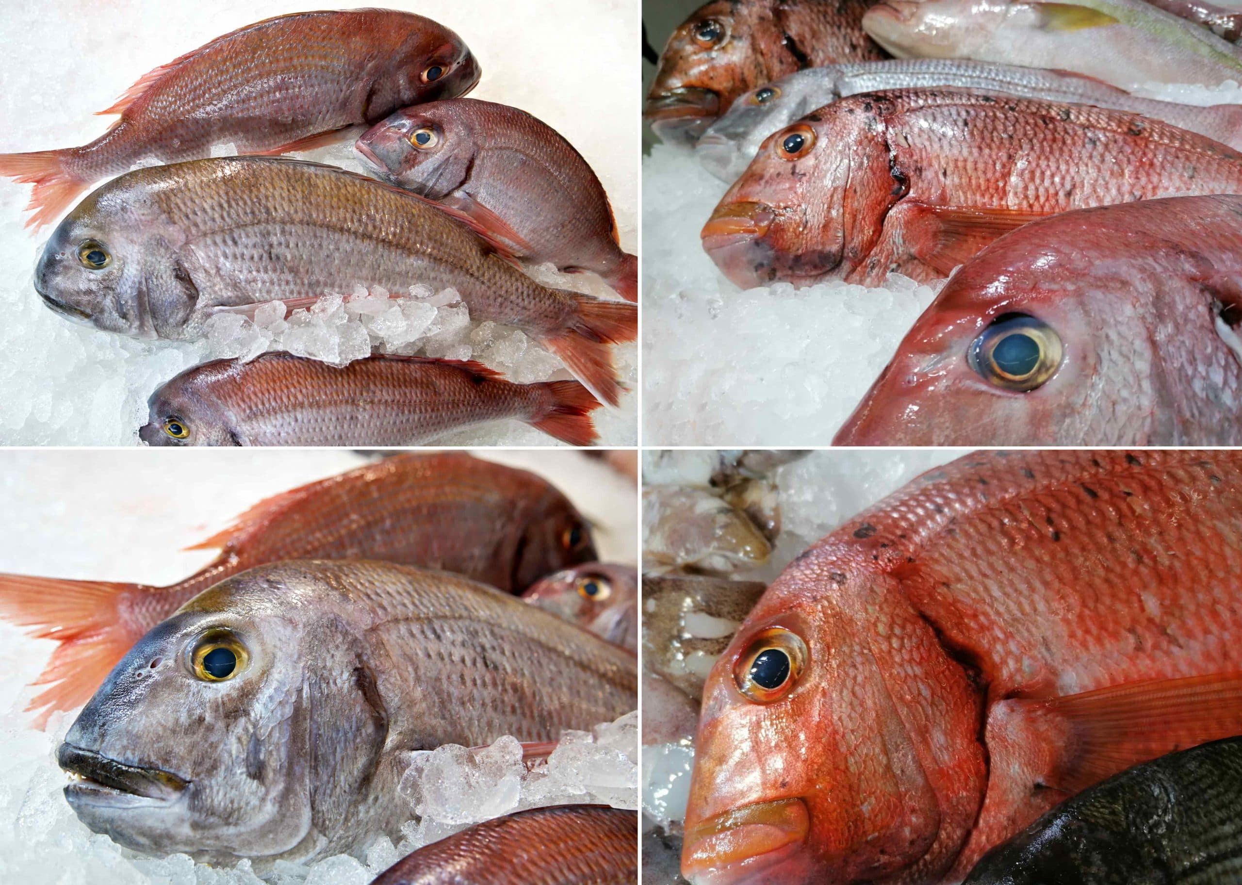 sama-roquera-navidad-04