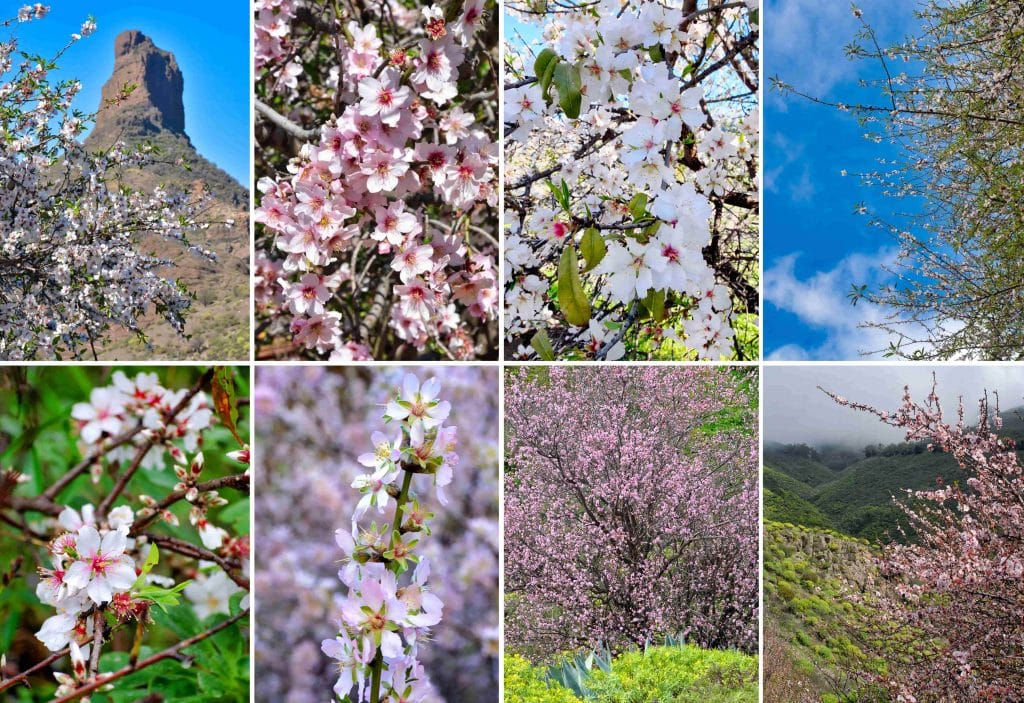 almendreros-flor-01