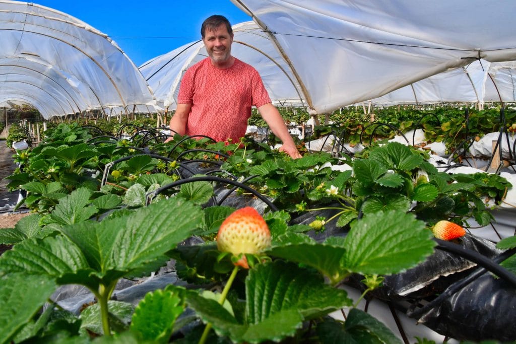 fresas-valsequillo-01