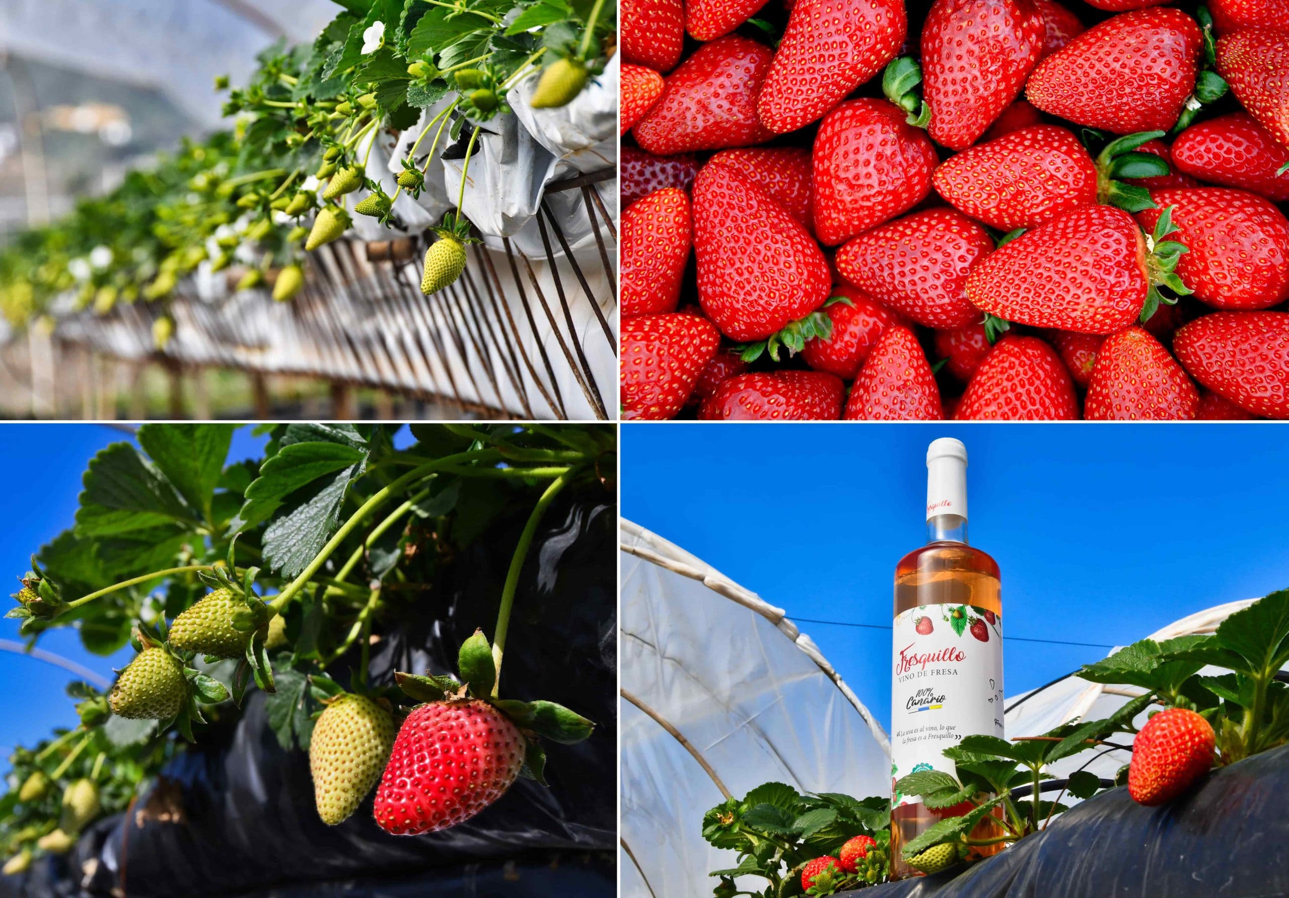 fresas-valsequillo-02