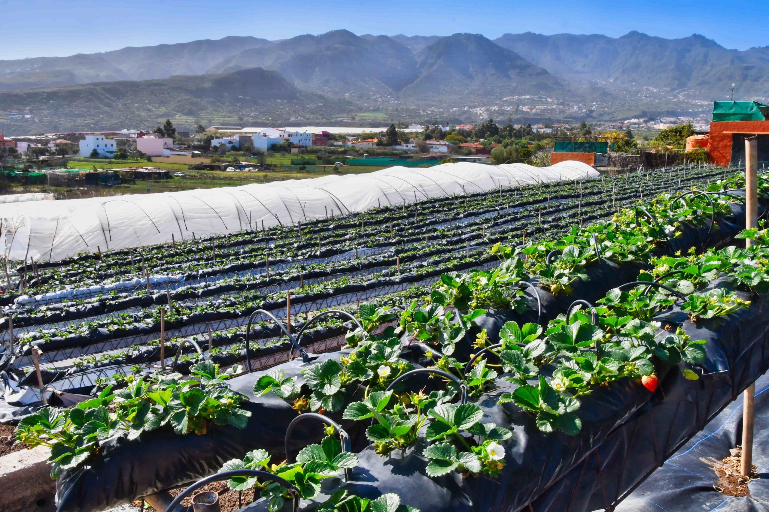 fresas-valsequillo-03