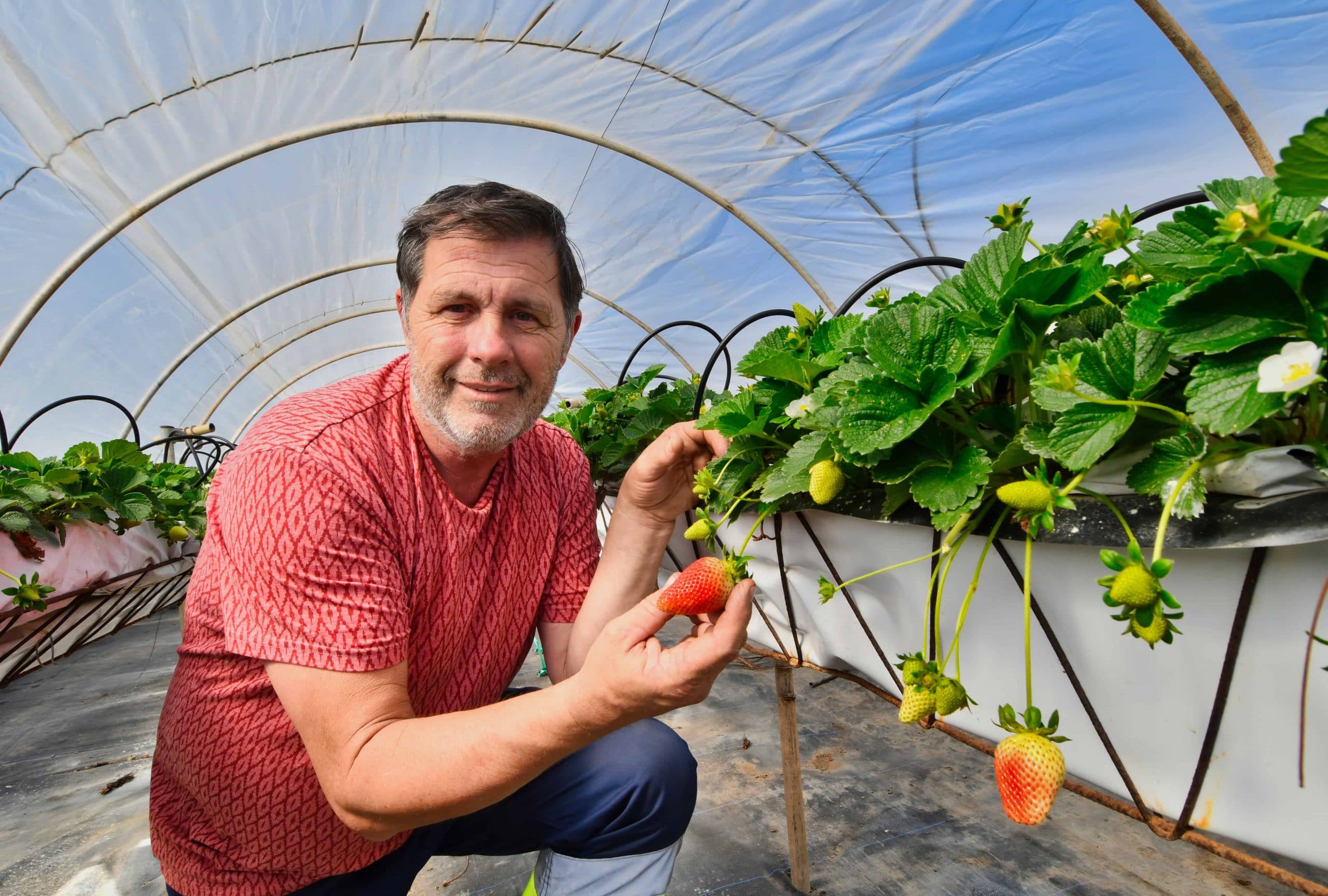 fresas-valsequillo-04