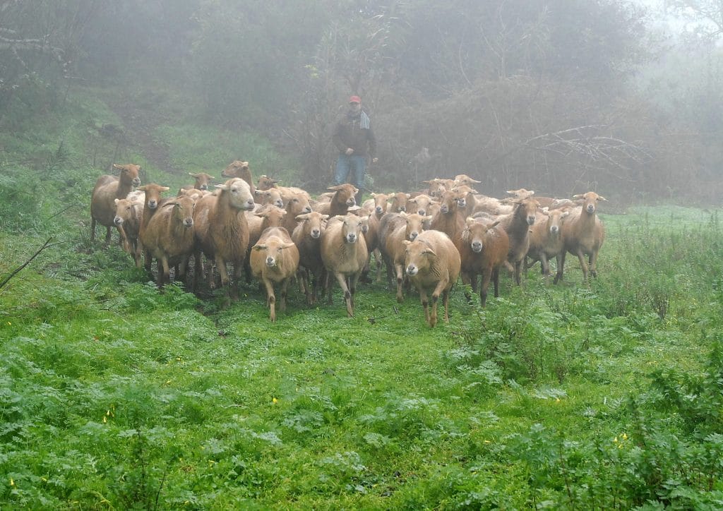 ovejas-cumbres-canarias