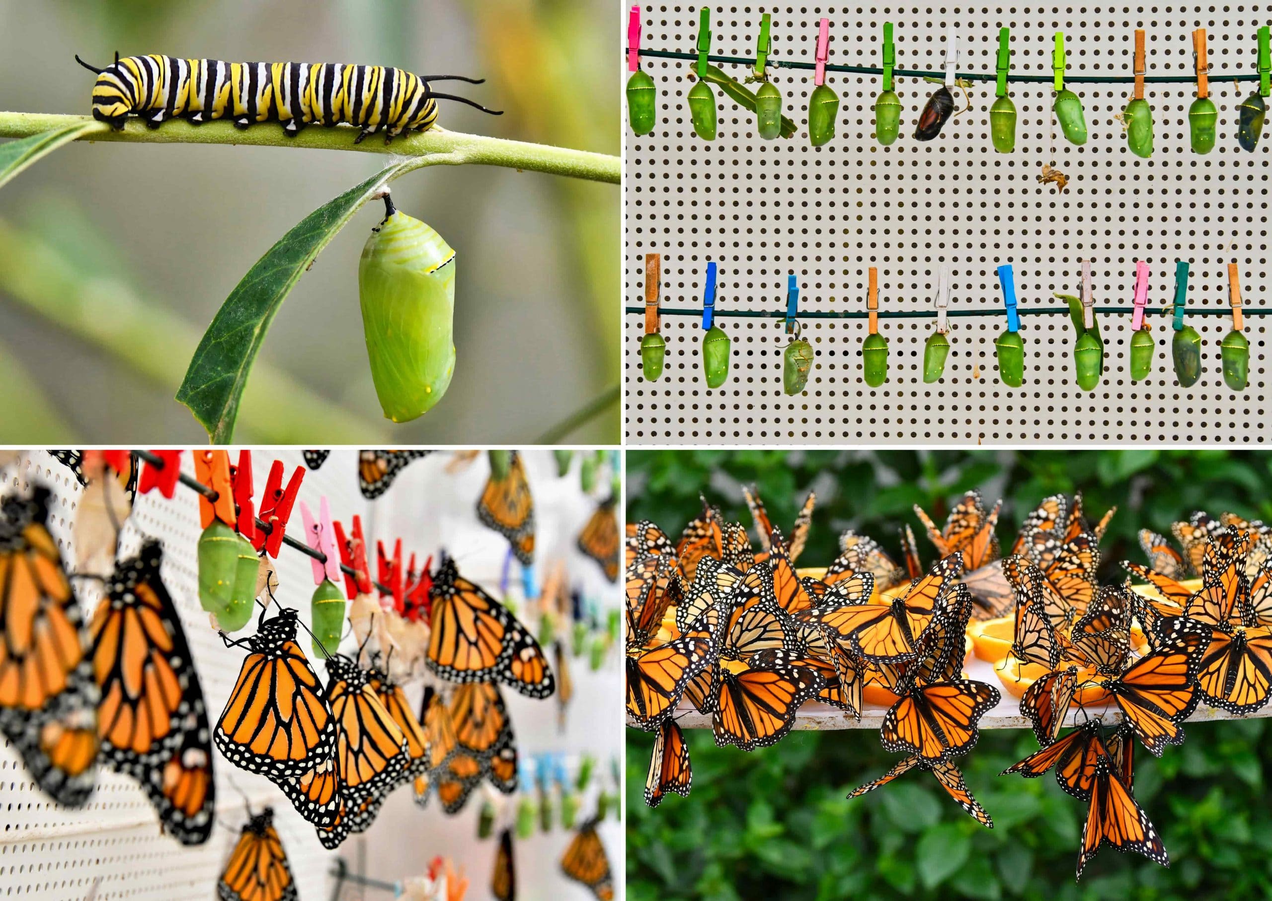 flores-que-vuelan-01