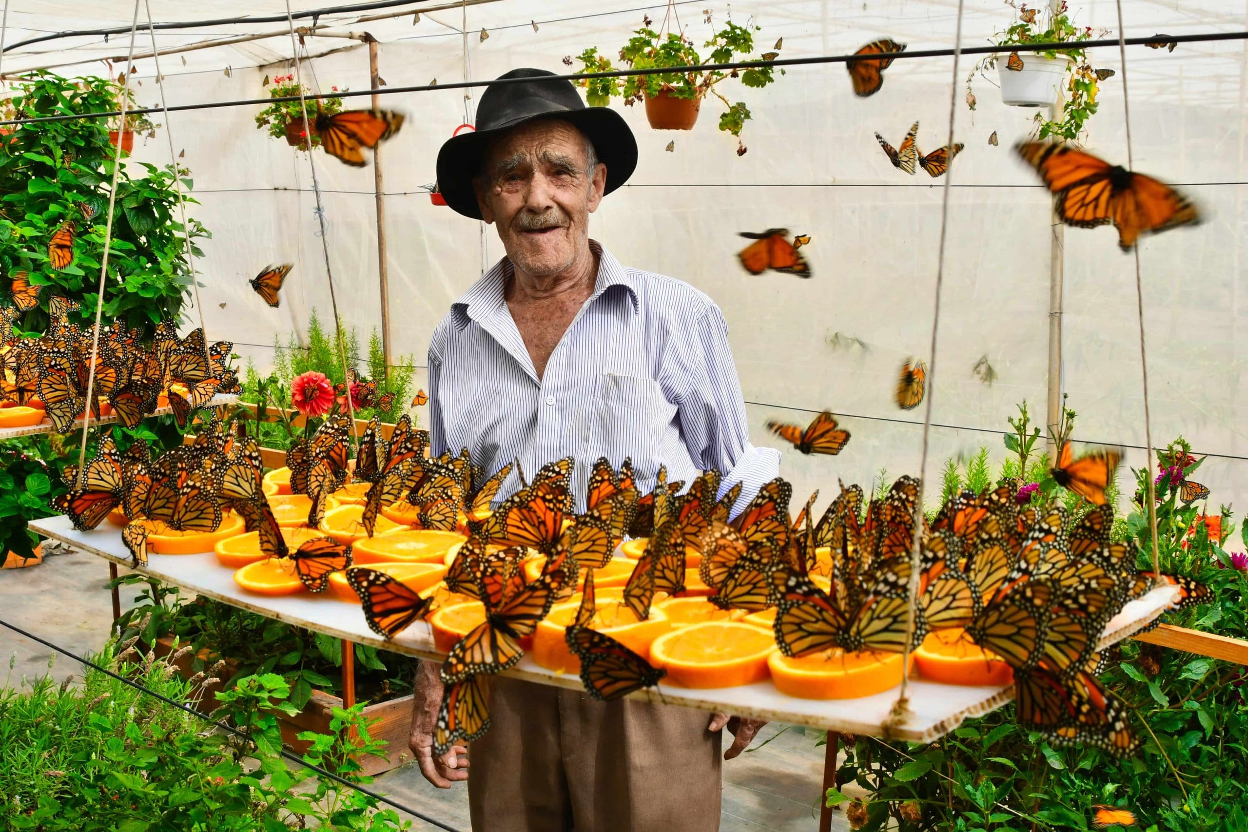 flores-que-vuelan-04