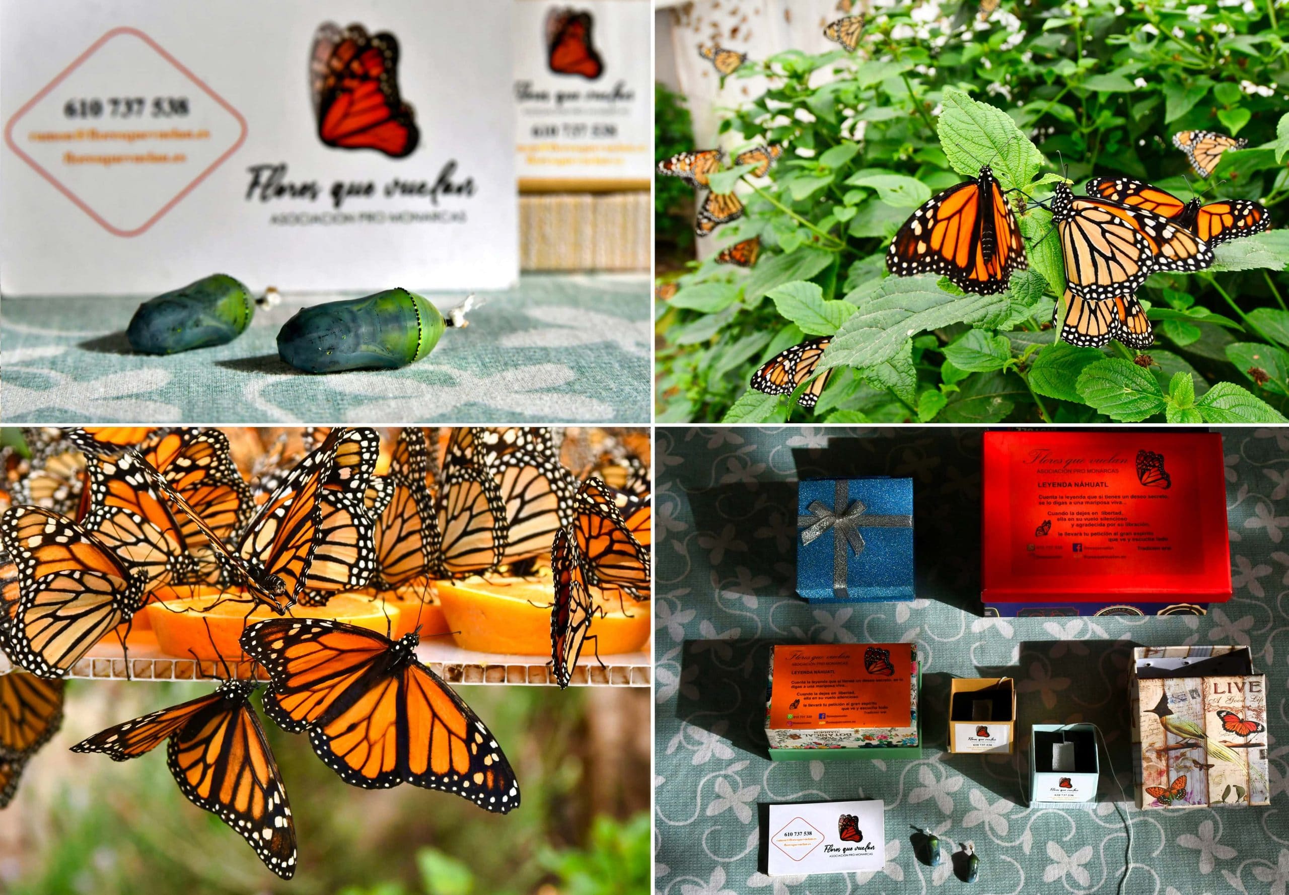 flores-que-vuelan-05