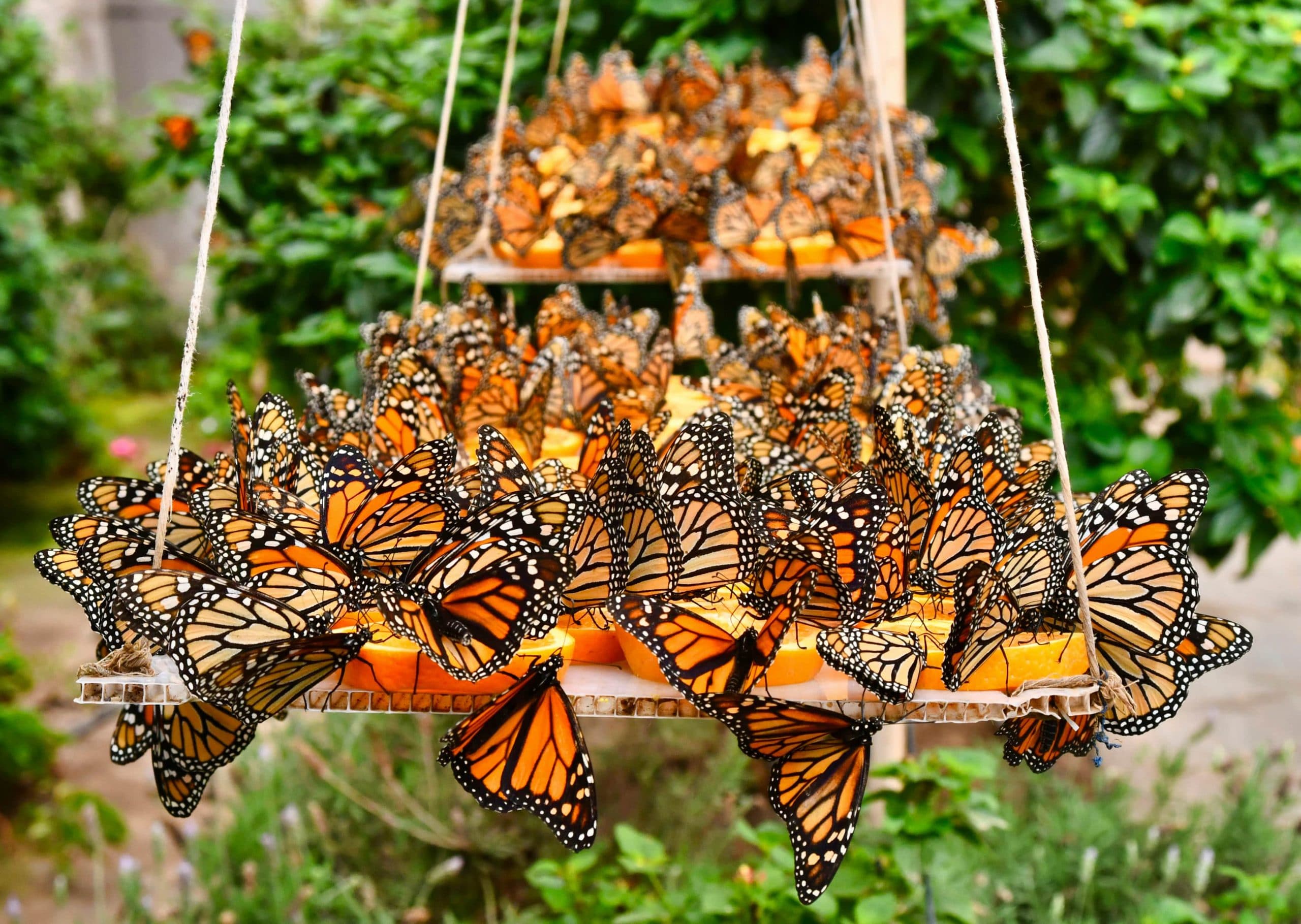 flores-que-vuelan-06