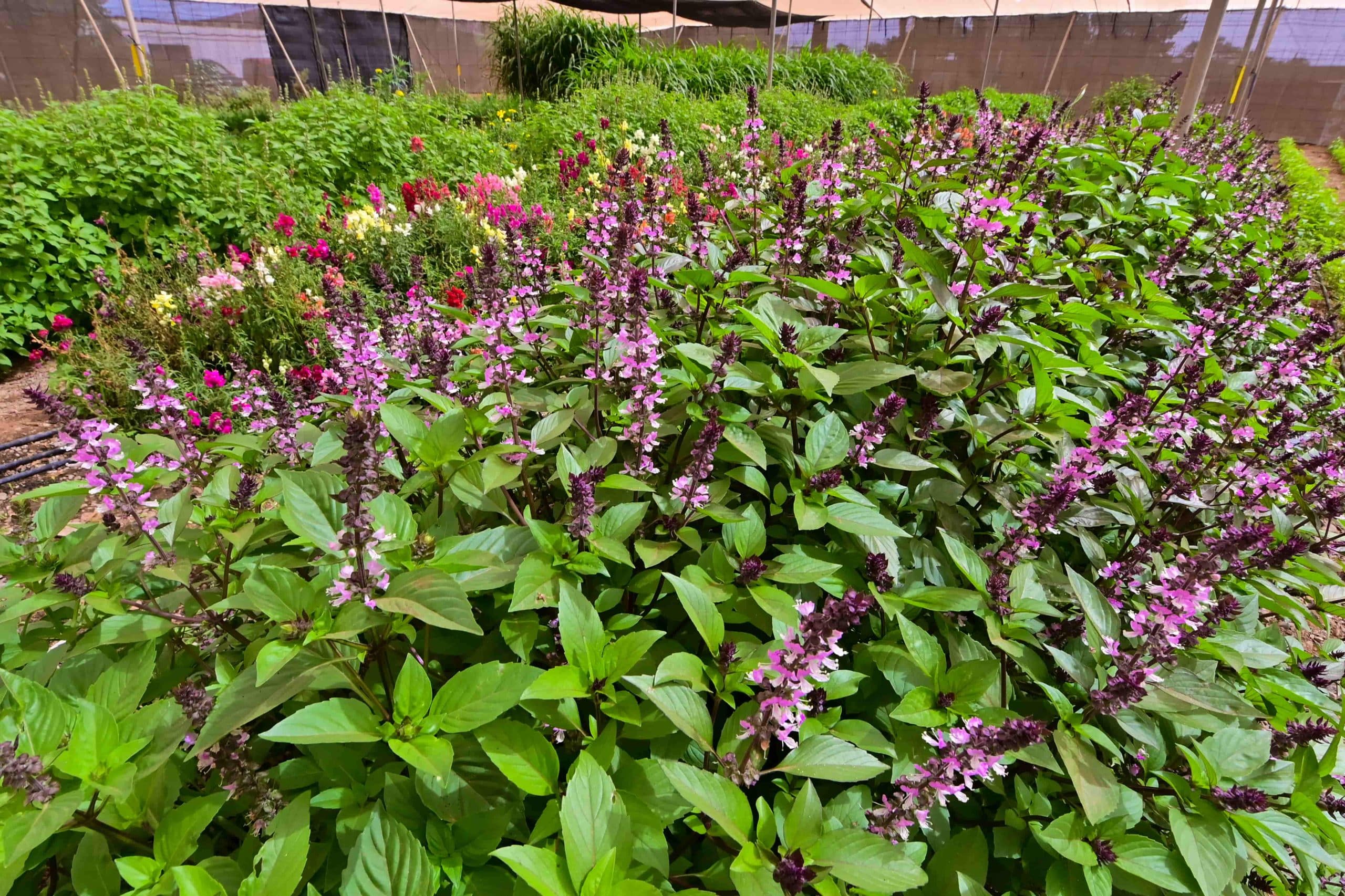 canarias-chef-select-04