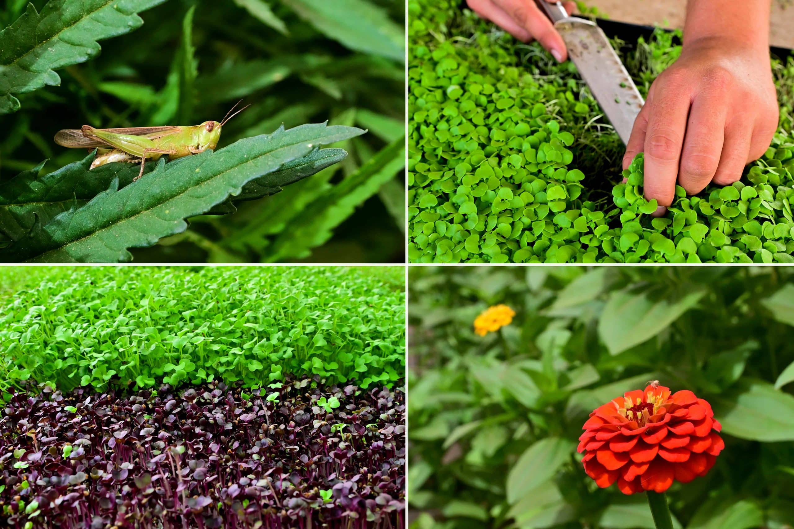 canarias-chef-select-05