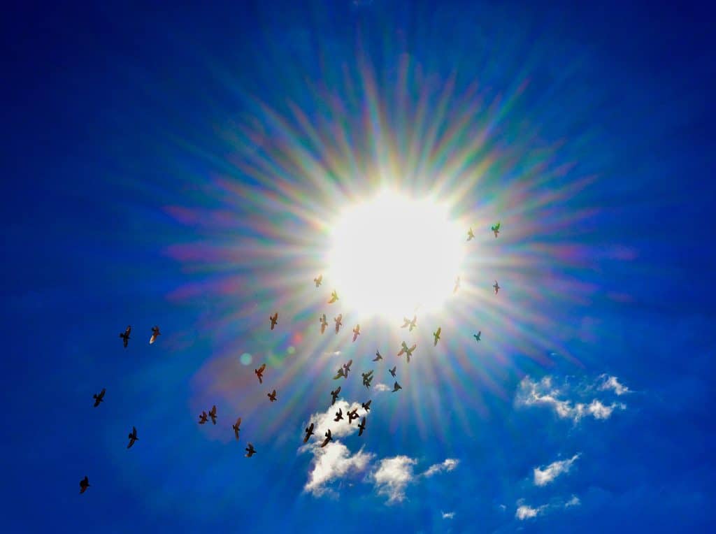 cuentos-lori-socorro-paloma