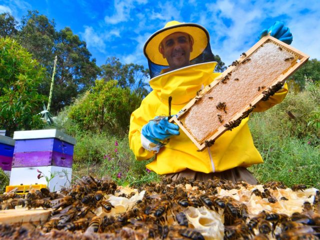 miel-colmenar-violeta-yaiza-socorro-01